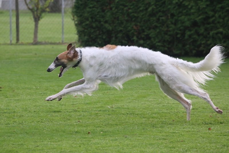 borzoi